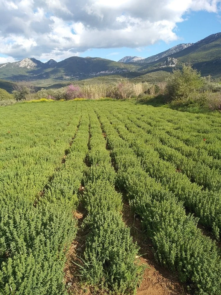 Rows of oregano growing on a Mediterranean mountainside